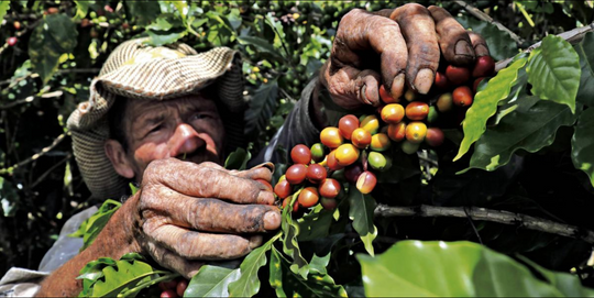 Los tiempos de cosecha del café Arábica y Robusta