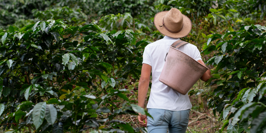 Café Ecológico: Sabor Sostenible para el Planeta y el Paladar