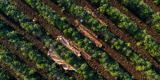 Café de especialidad que cambia vidas: el impacto real en productores y comunidades locales