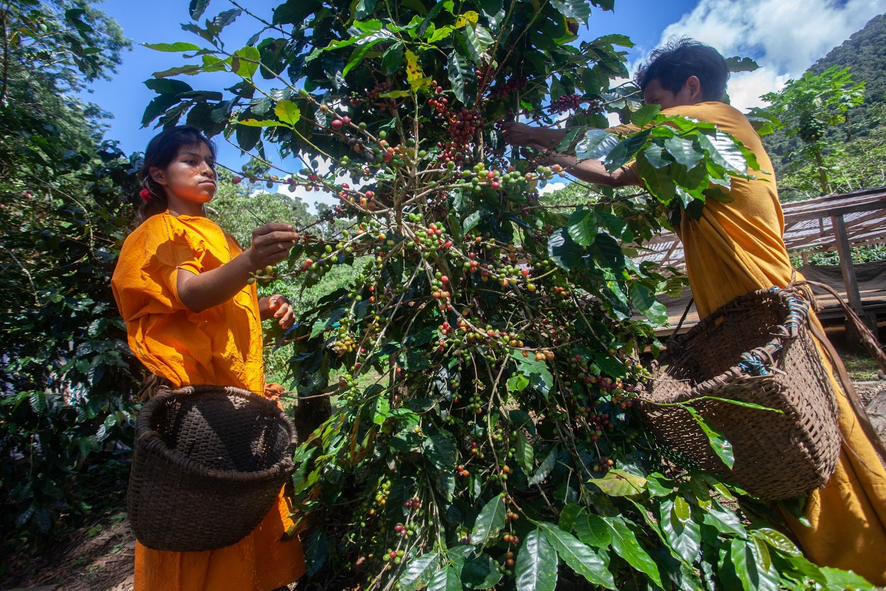 PERÚ GOURMET ''FINCA ROSENHEIM'' DESCAFEINADO