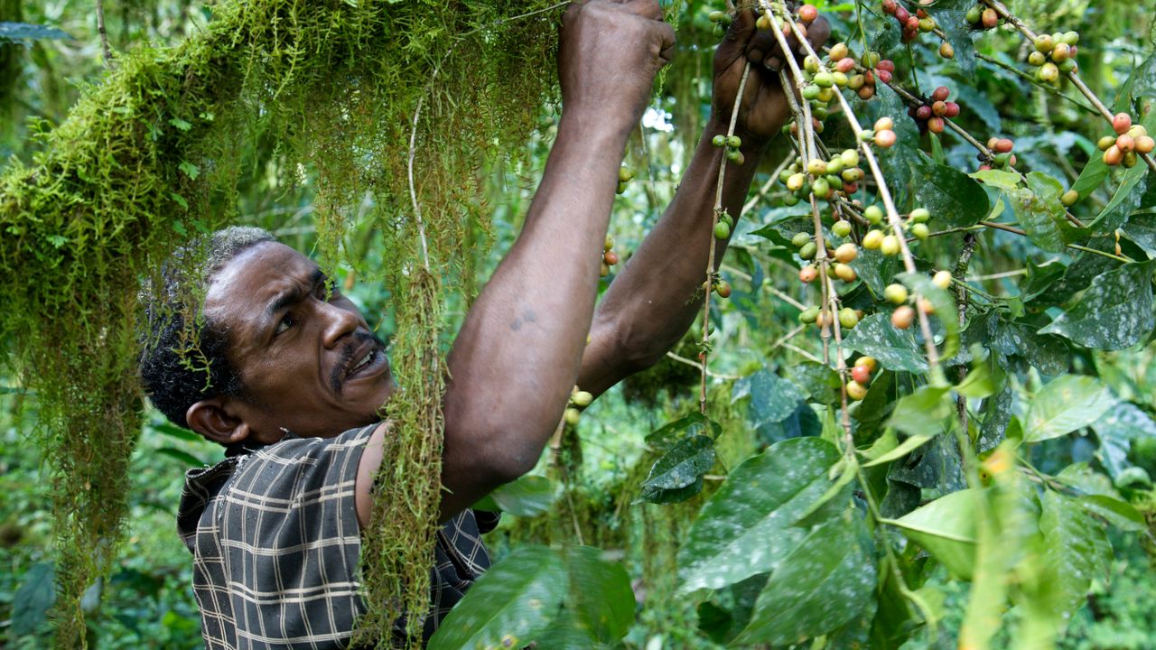 ETIOPÍA ''WILD GROWN KAFA FOREST''