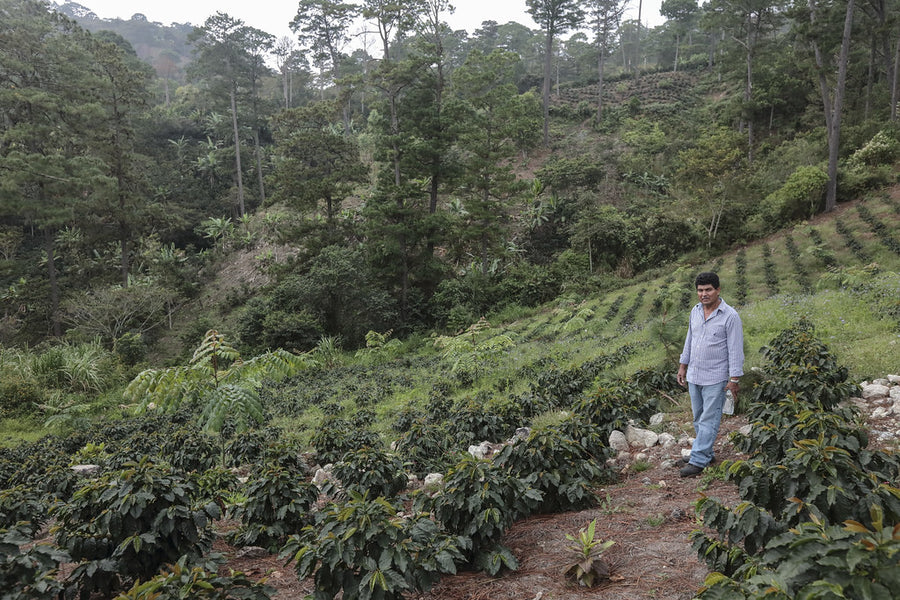 INDIA ''HARLEY ESTATE''