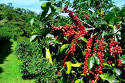 JAMAICA BLUE MOUNTAIN
