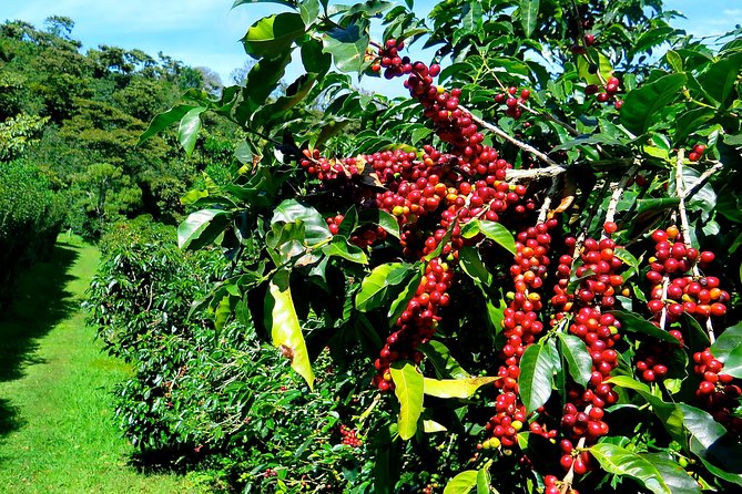 JAMAICA BLUE MOUNTAIN