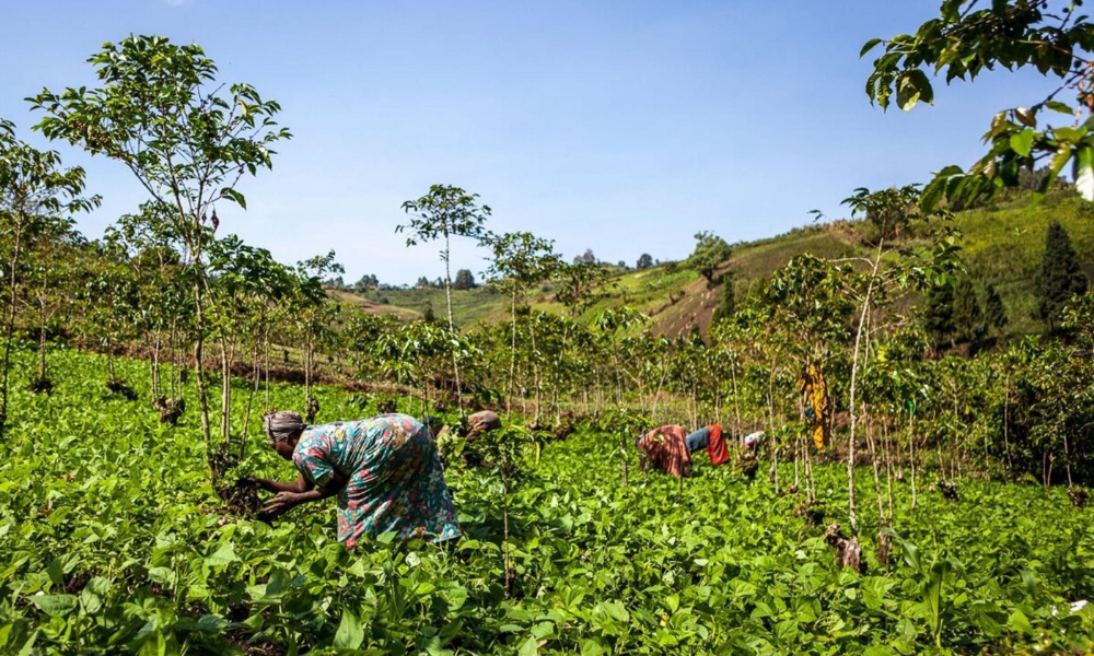 CONGO COOPADE - KIVU 3 ORGANIC