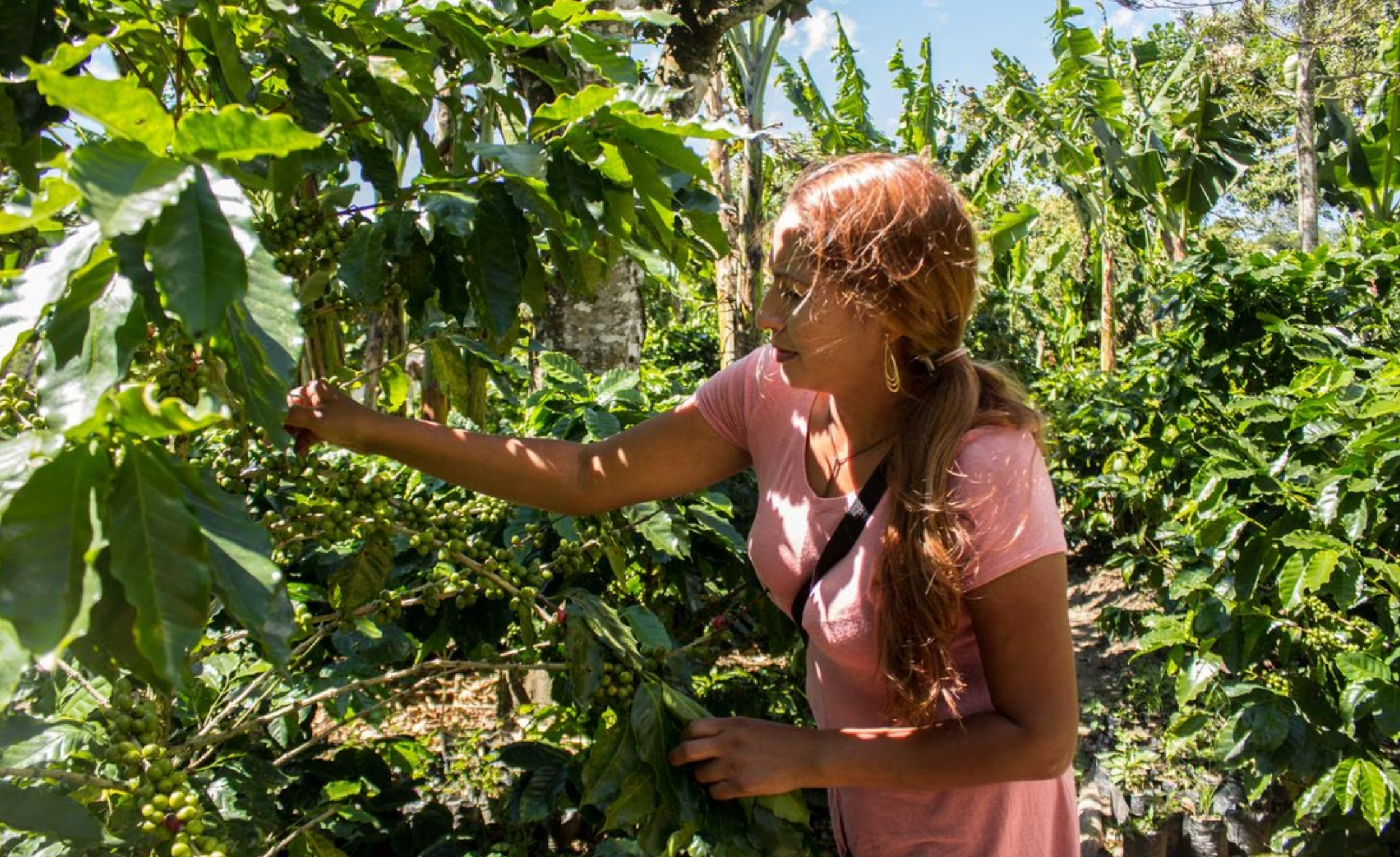 EL SALVADOR ''FINCA LA REFORMA''