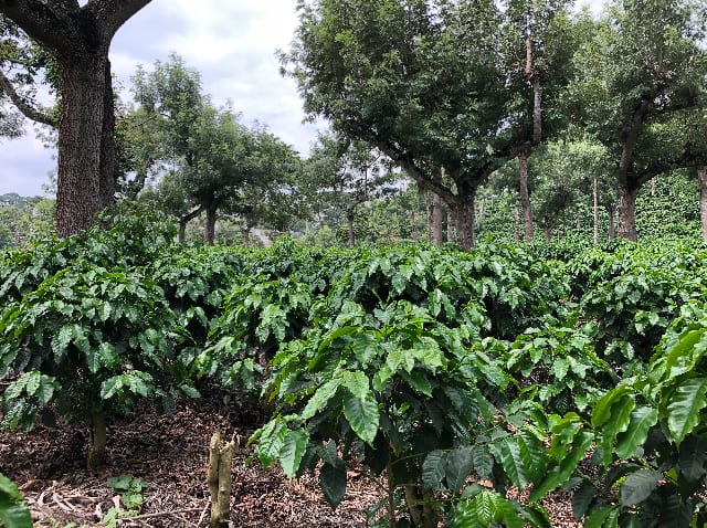 GUATEMALA ANTIGUA ''TERRA ROSSA''