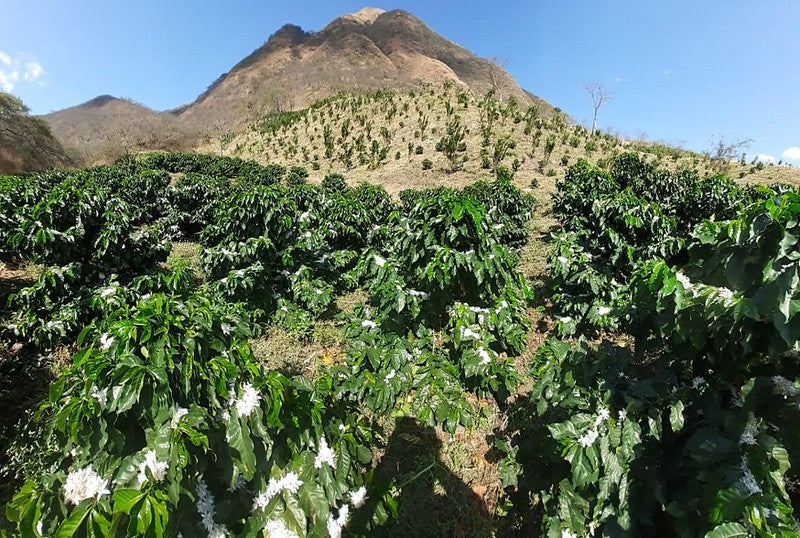 ECUADOR LOJA SUN DRIED ORGANIC