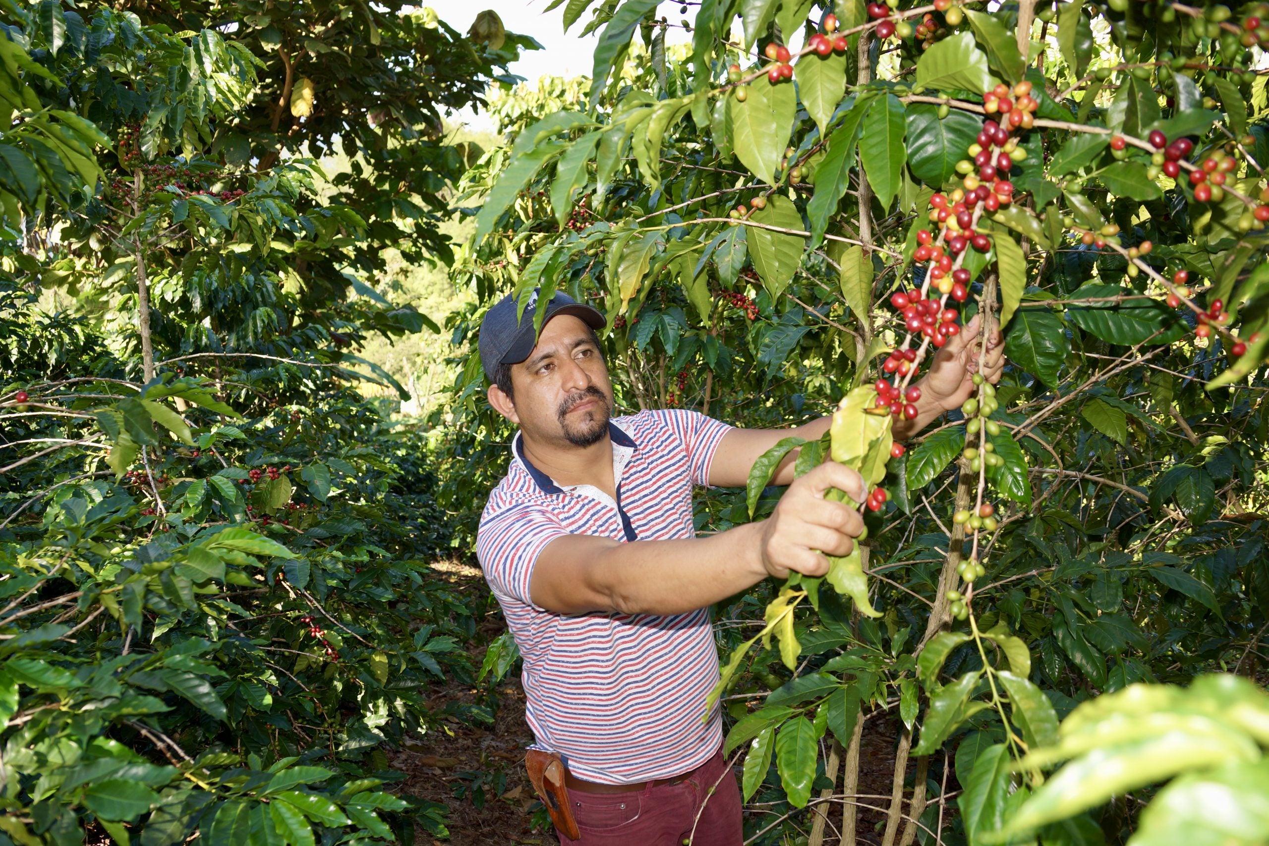 MEXICO FINCA ''EL FLAMINGO'' ORGANIC