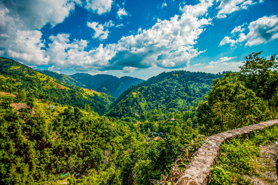 JAMAICA BLUE MOUNTAIN