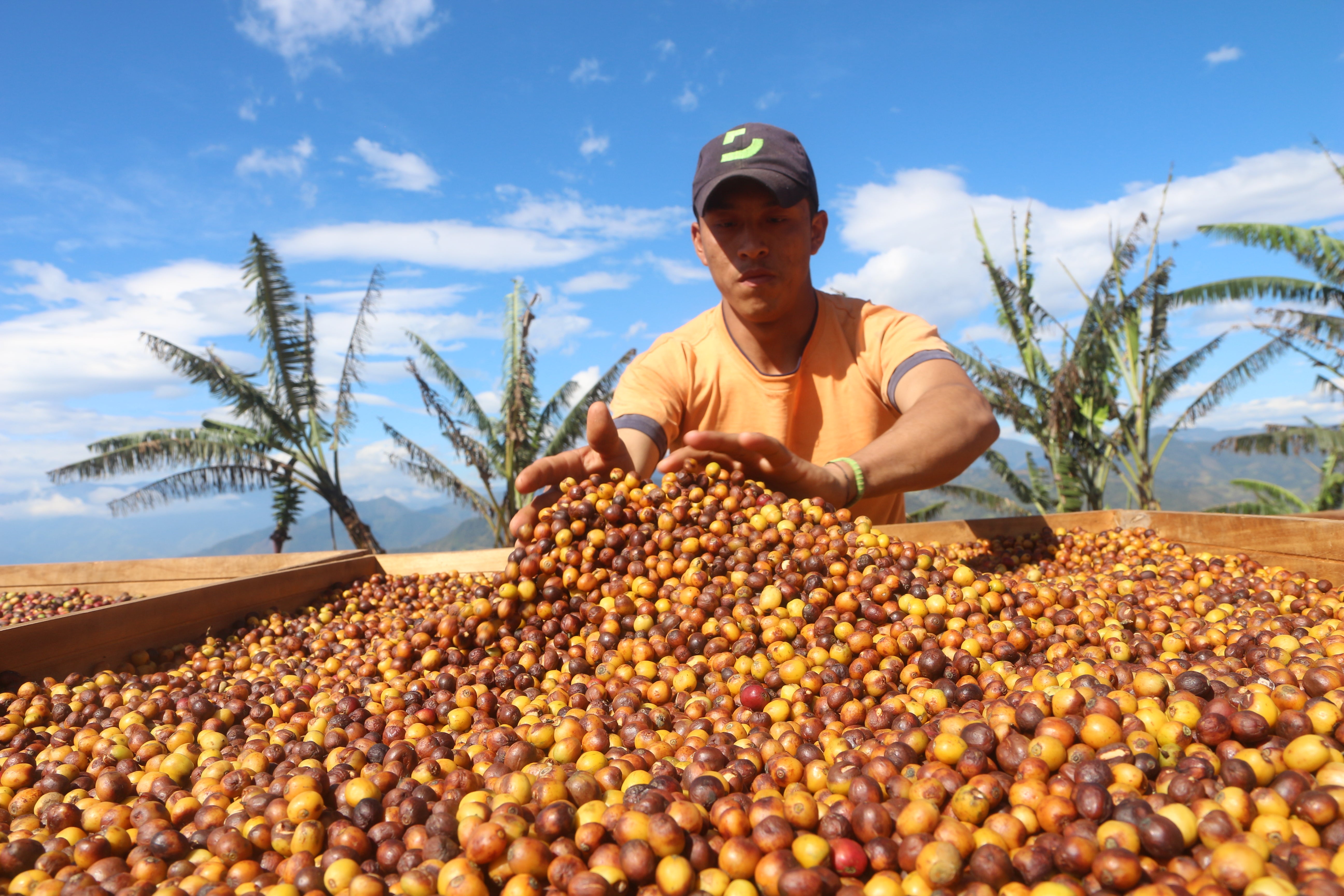 ECUADOR LOJA SUN DRIED ORGANIC