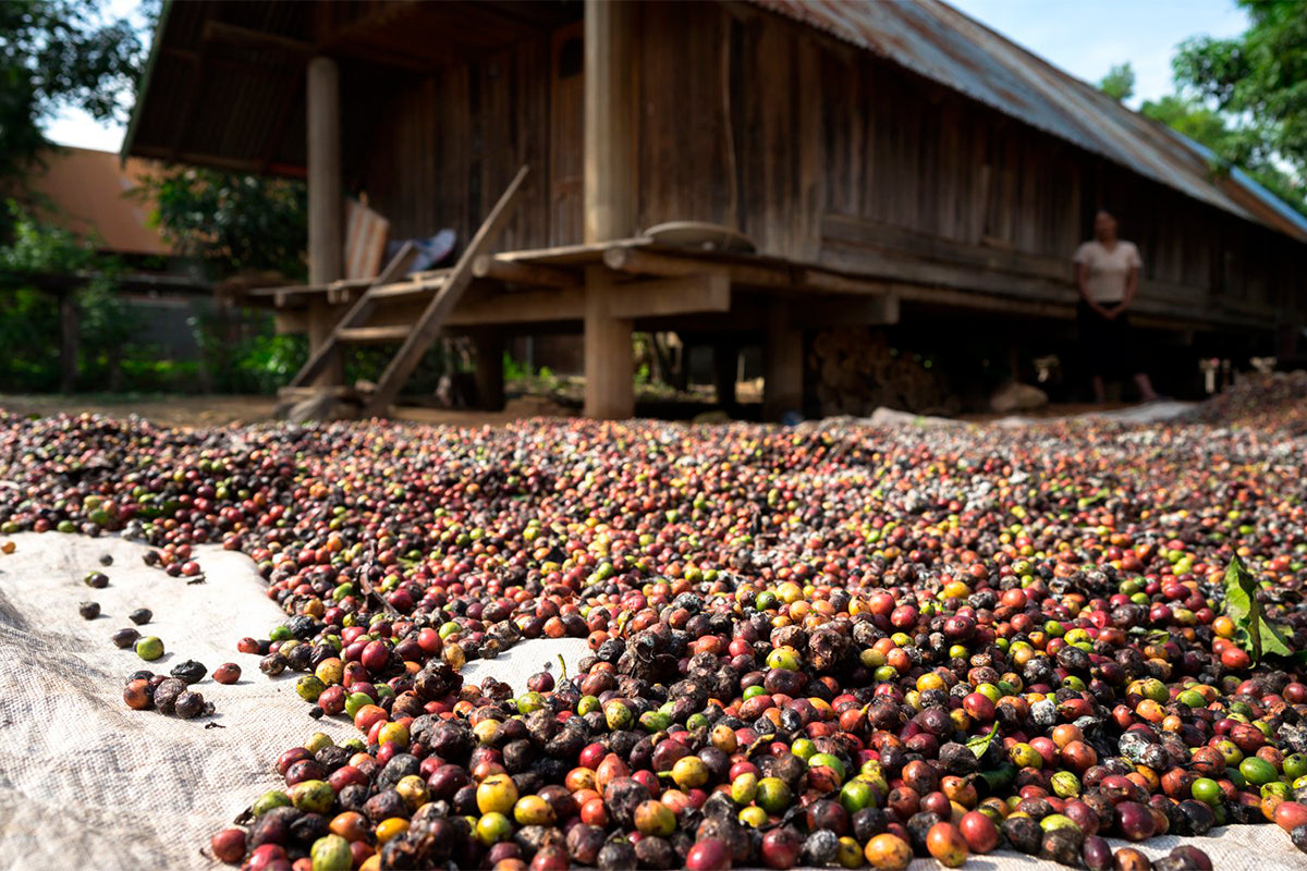 CONGO COOPADE - KIVU 3 ORGANIC