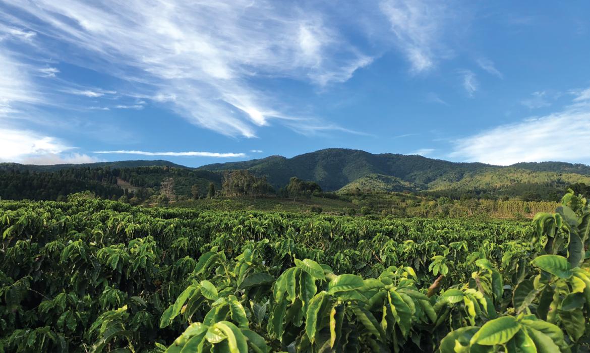 COSTA RICA VOLCÁN AZUL RED HONEY