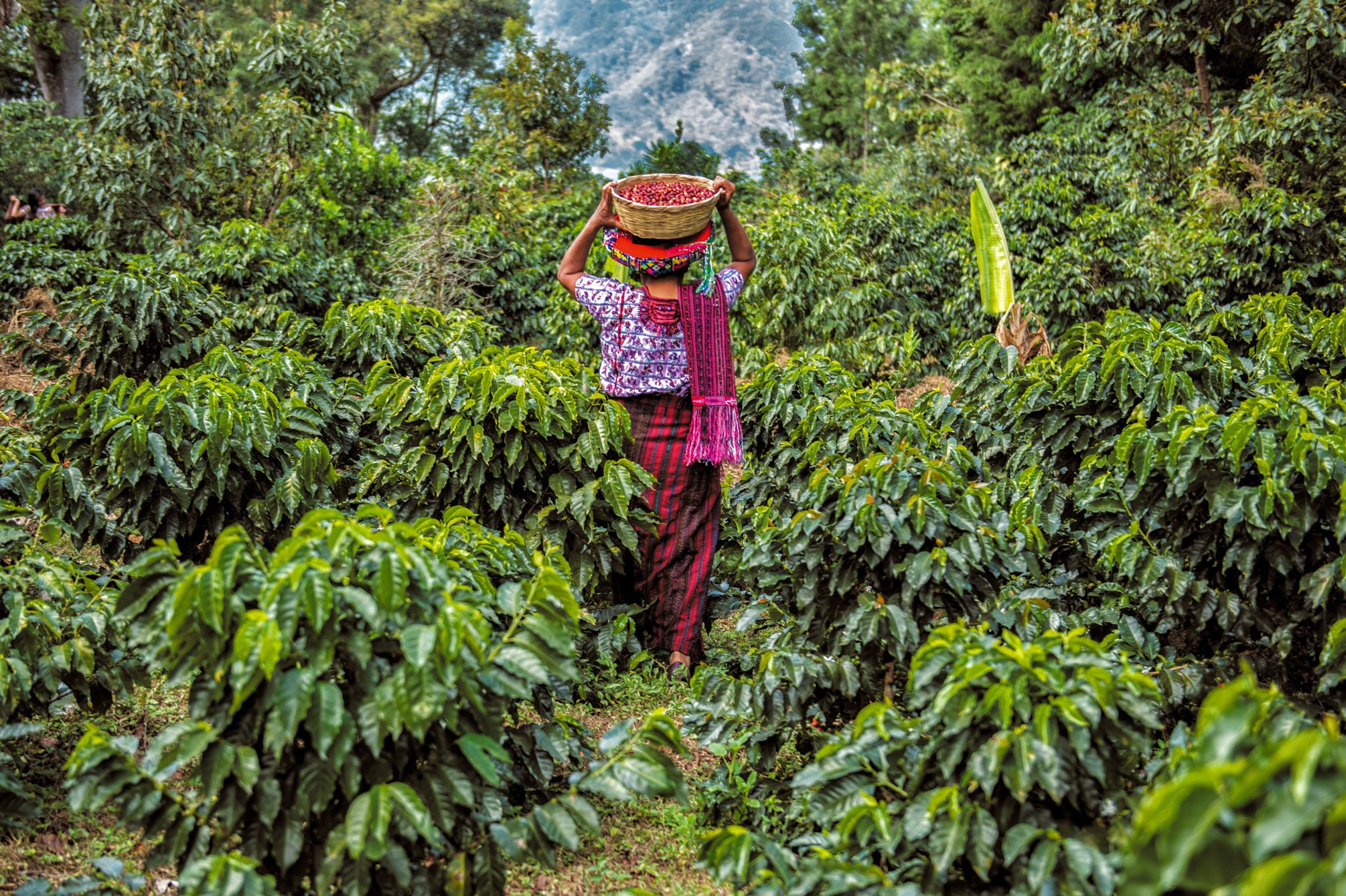 GUATEMALA ANTIGUA ''TERRA ROSSA''