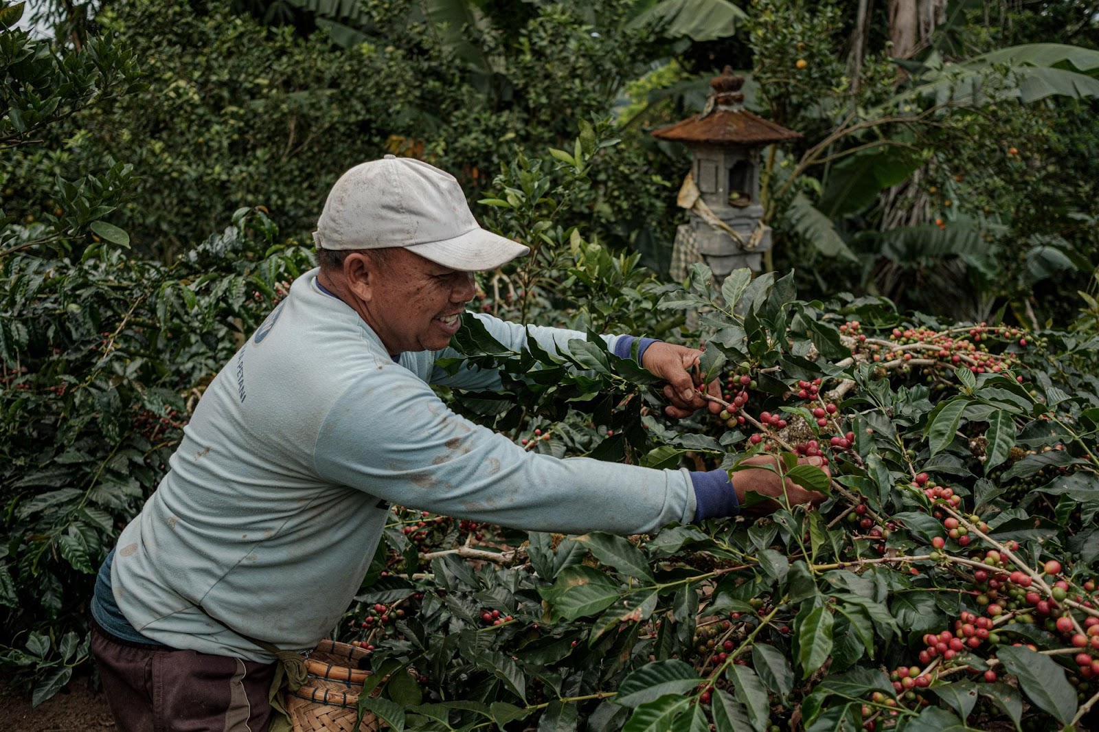 INDONESIA SUMATRA ''PONGO'' ORGANIC