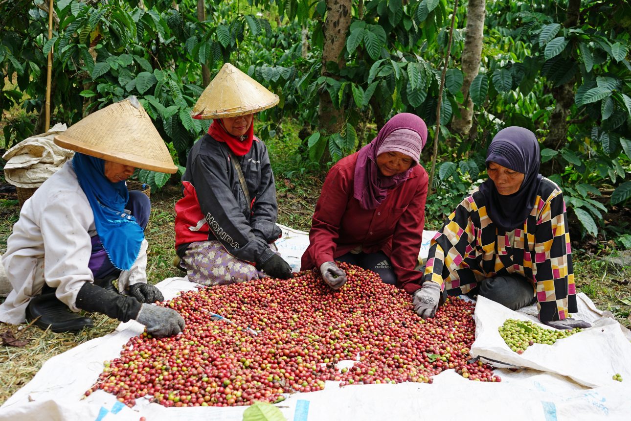 INDONESIA SUMATRA ''PONGO'' ORGANIC