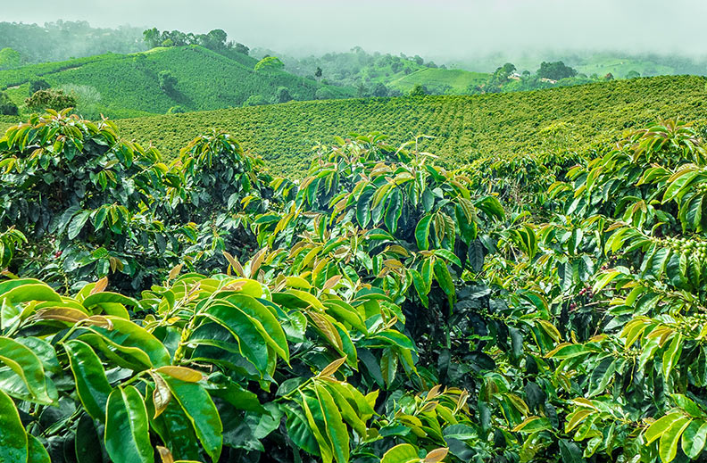 COLOMBIA ''SWISS WATER'' DESCAFEINADO