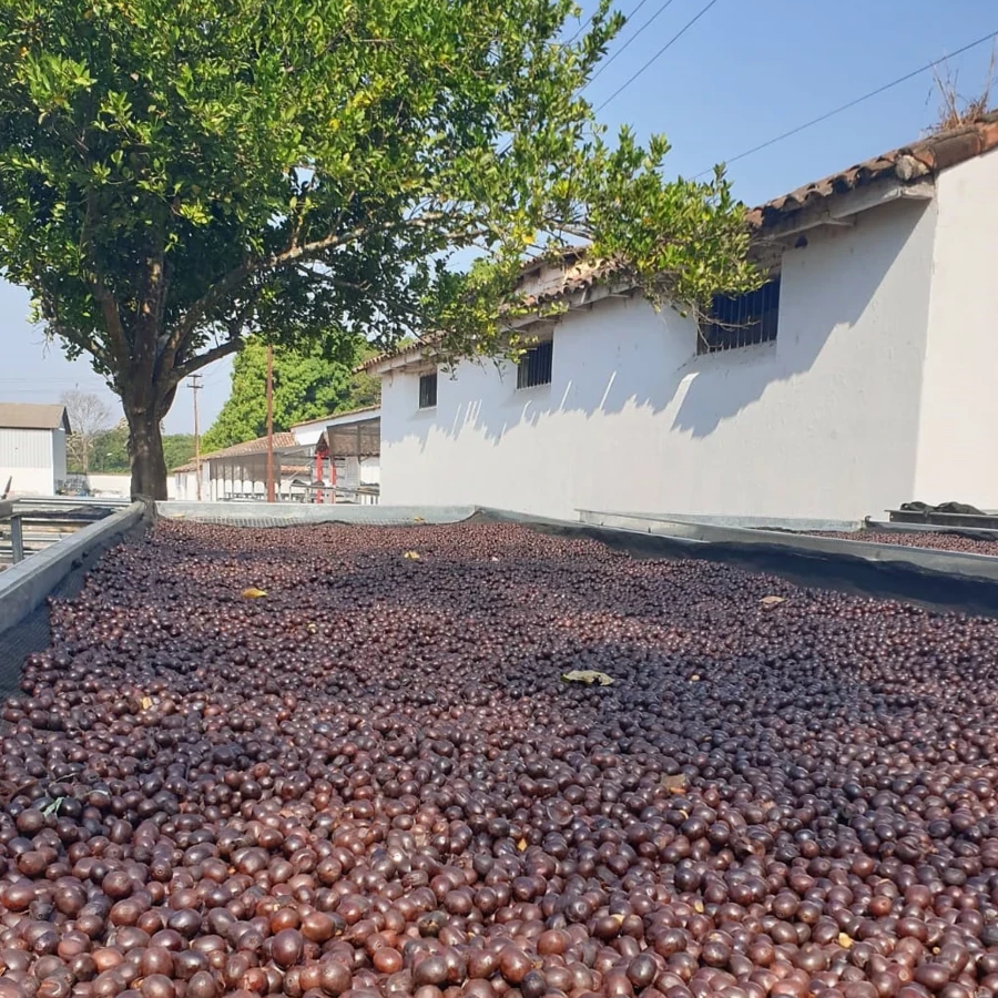 EL SALVADOR ''FINCA LA REFORMA''