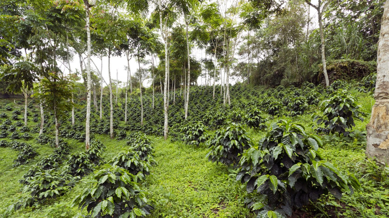 PERÚ GOURMET ''FINCA ROSENHEIM'' DESCAFEINADO