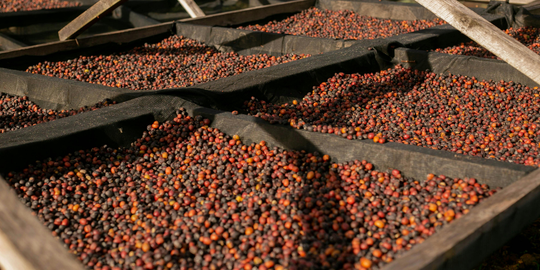 Café de Yemen Mocha Matari de especialidad
