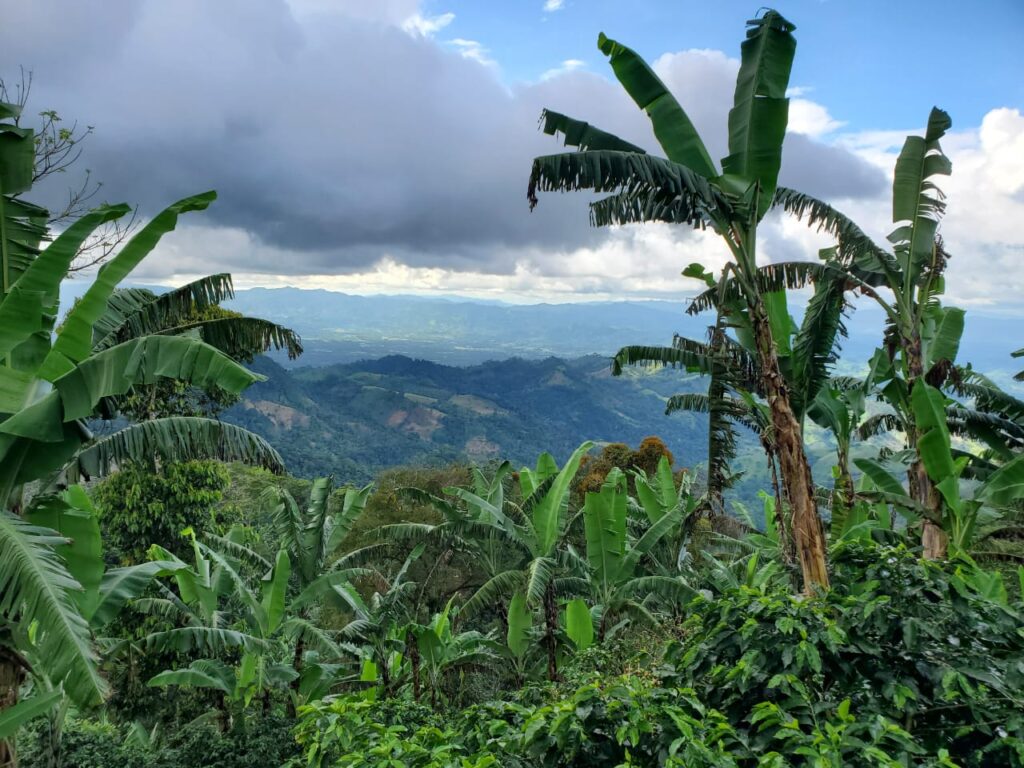 NICARAGUA MARAGOGYPE GIGANTES