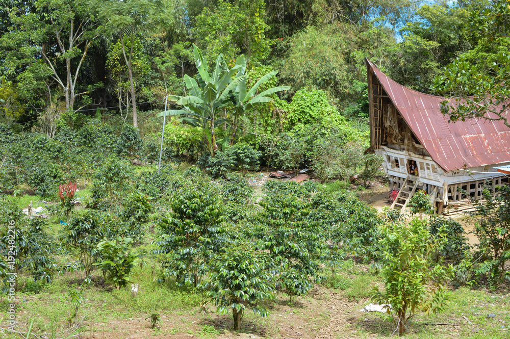 INDONESIA SUMATRA ''TOBA''