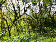 ETIOPÍA ''WILD GROWN KAFA FOREST''