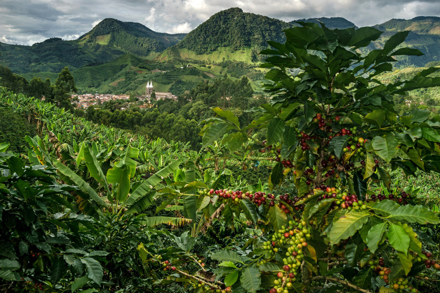 Colombia Kachalú Organic