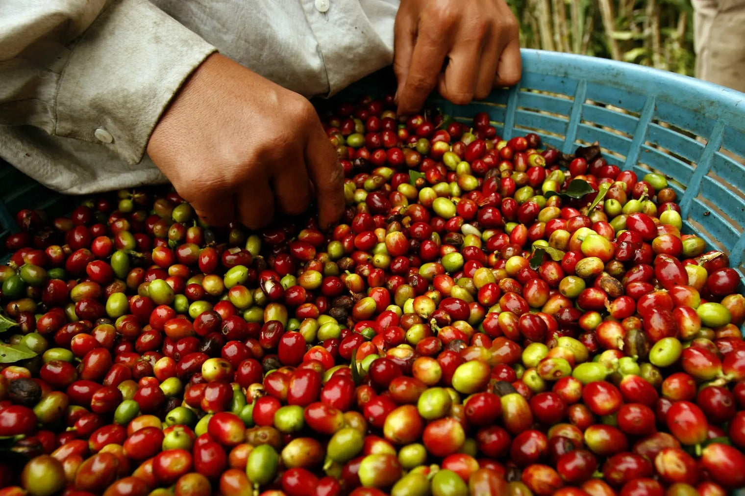 Blends de café Cafestes