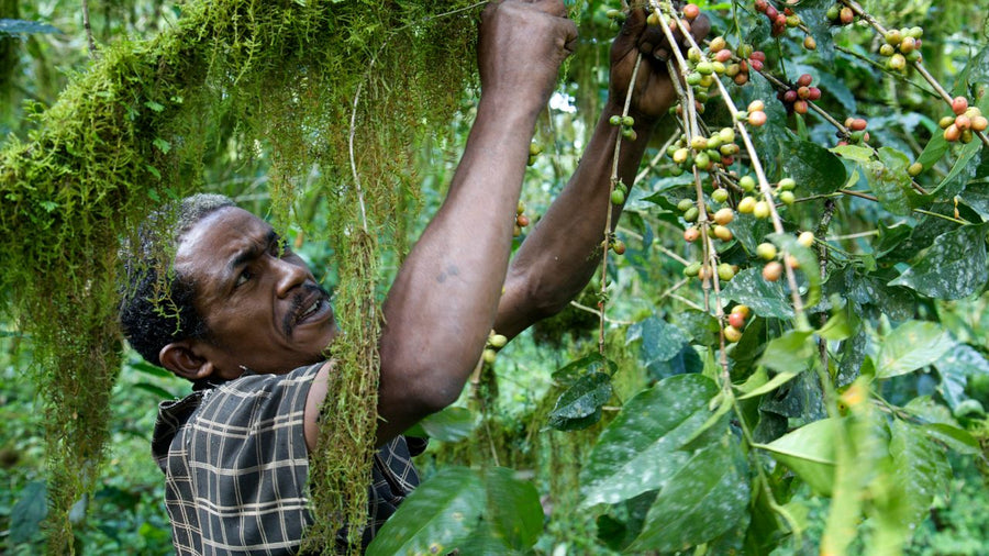 Etiopía  ''Wild Grown Kafa Forest''