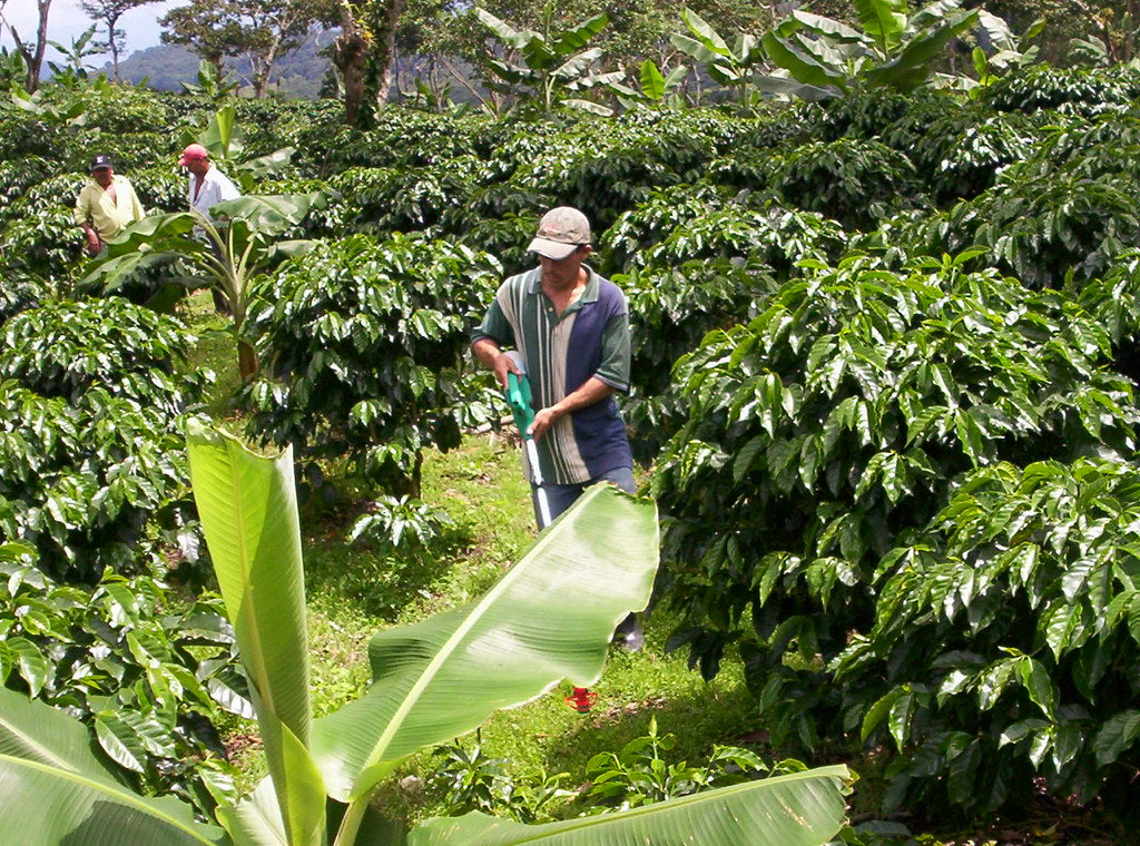 NICARAGUA MARAGOGYPE GIGANTES