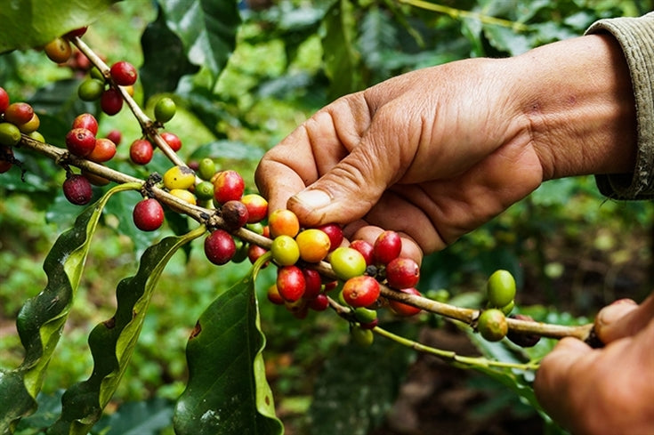 BRASIL ''CAMOCIM'' ORGANIC