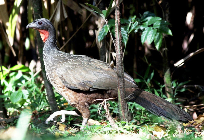 JACU BIRD ORGANIC