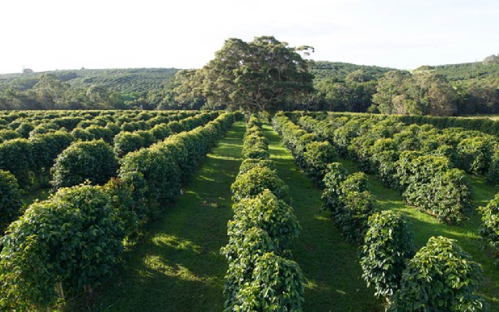 AUSTRALIA ''SKYBURY''
