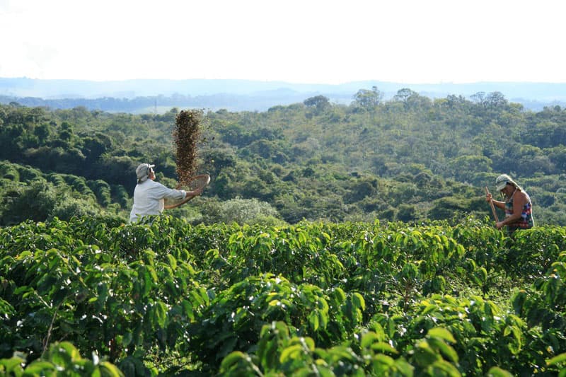BRASIL ''FAZENDA LAGOA''
