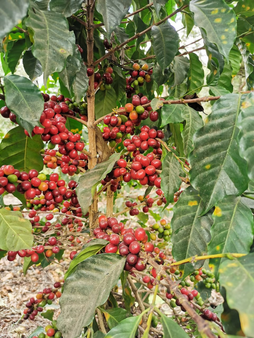 HONDURAS COPANTILLO