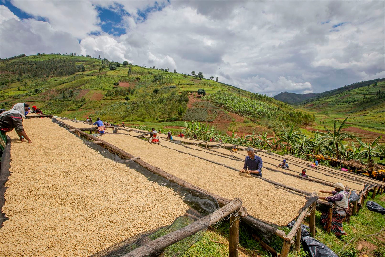 Cafés ecológicos