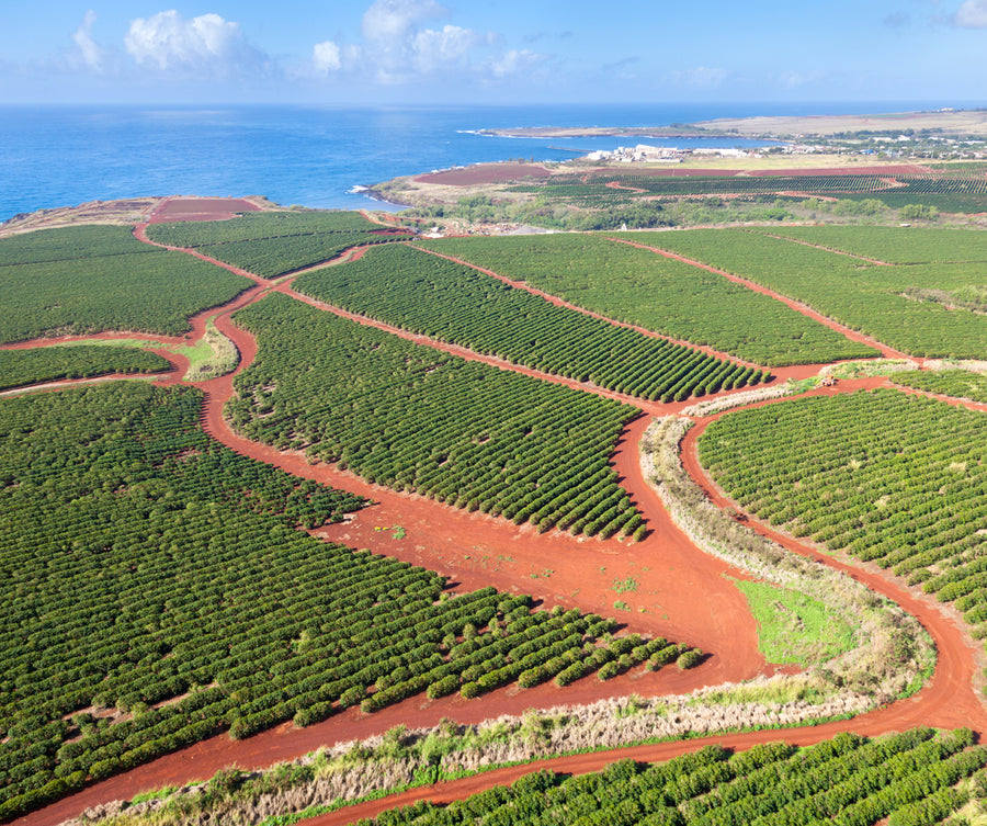 Coffee fields above the coast