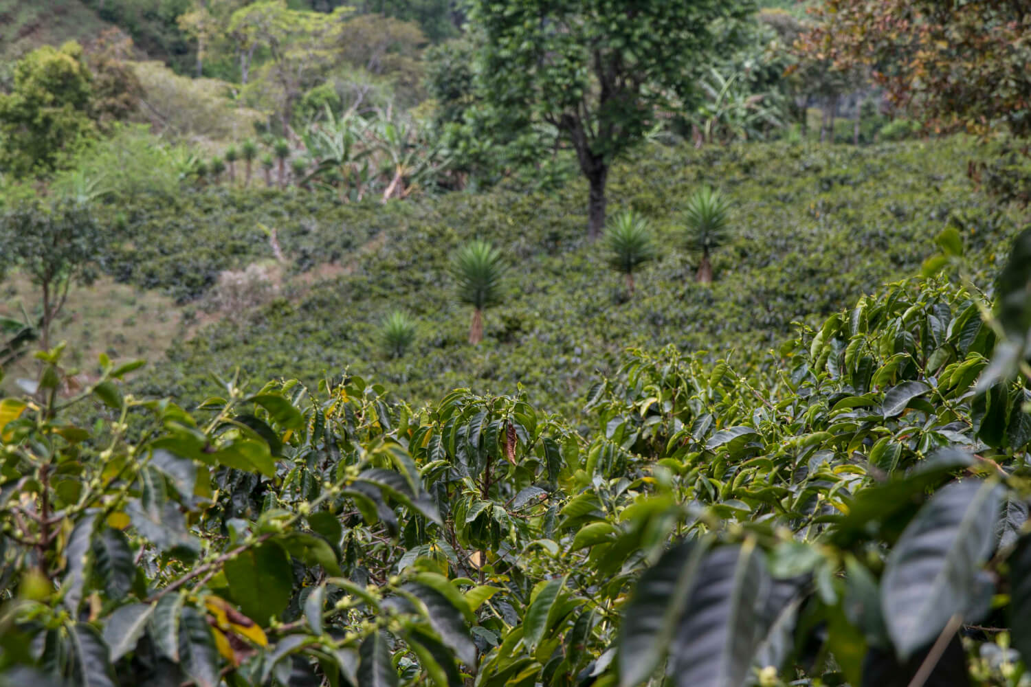 HONDURAS COPANTILLO