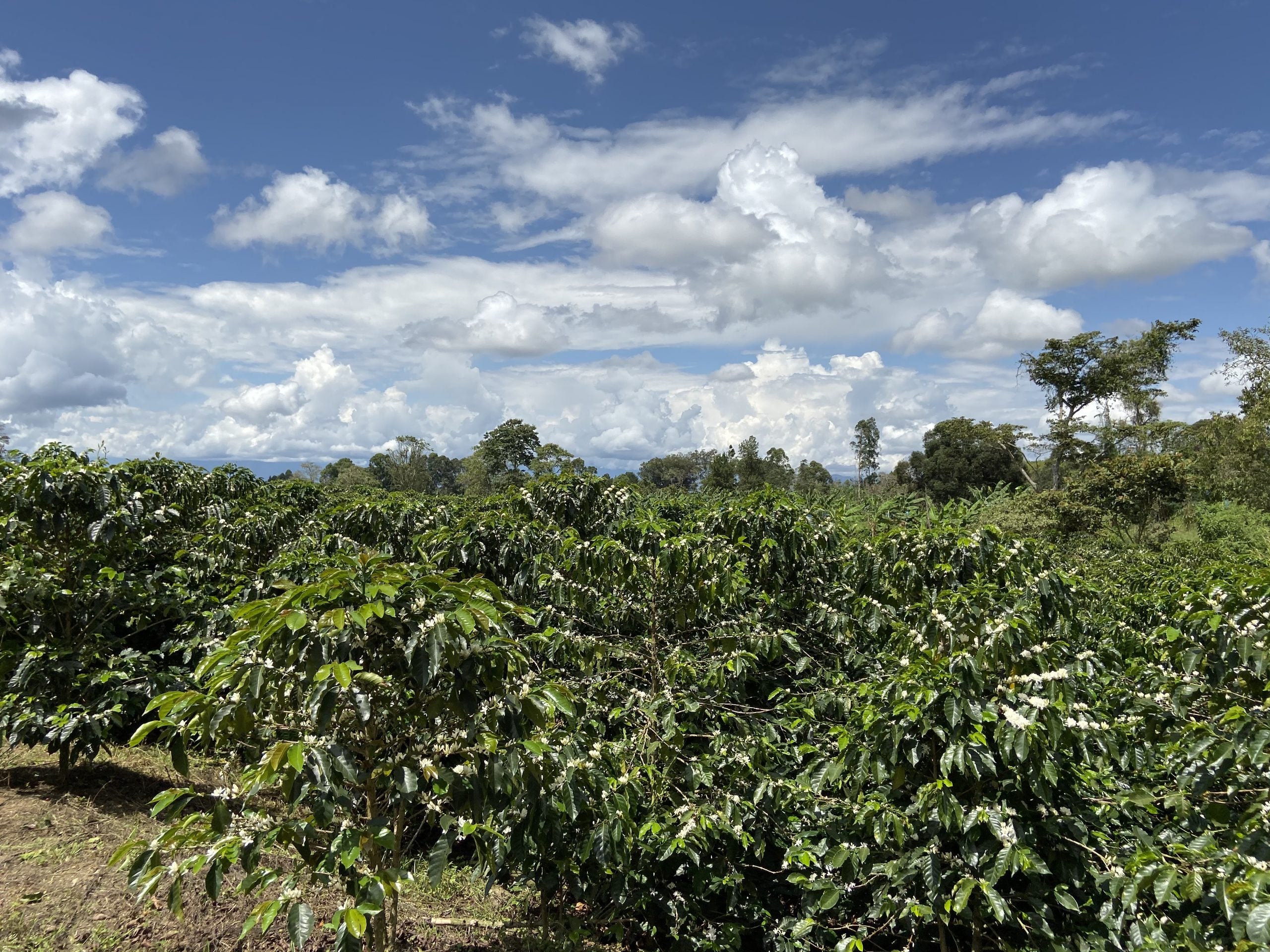 COLOMBIA SUPREMO ''LA CEIBA''