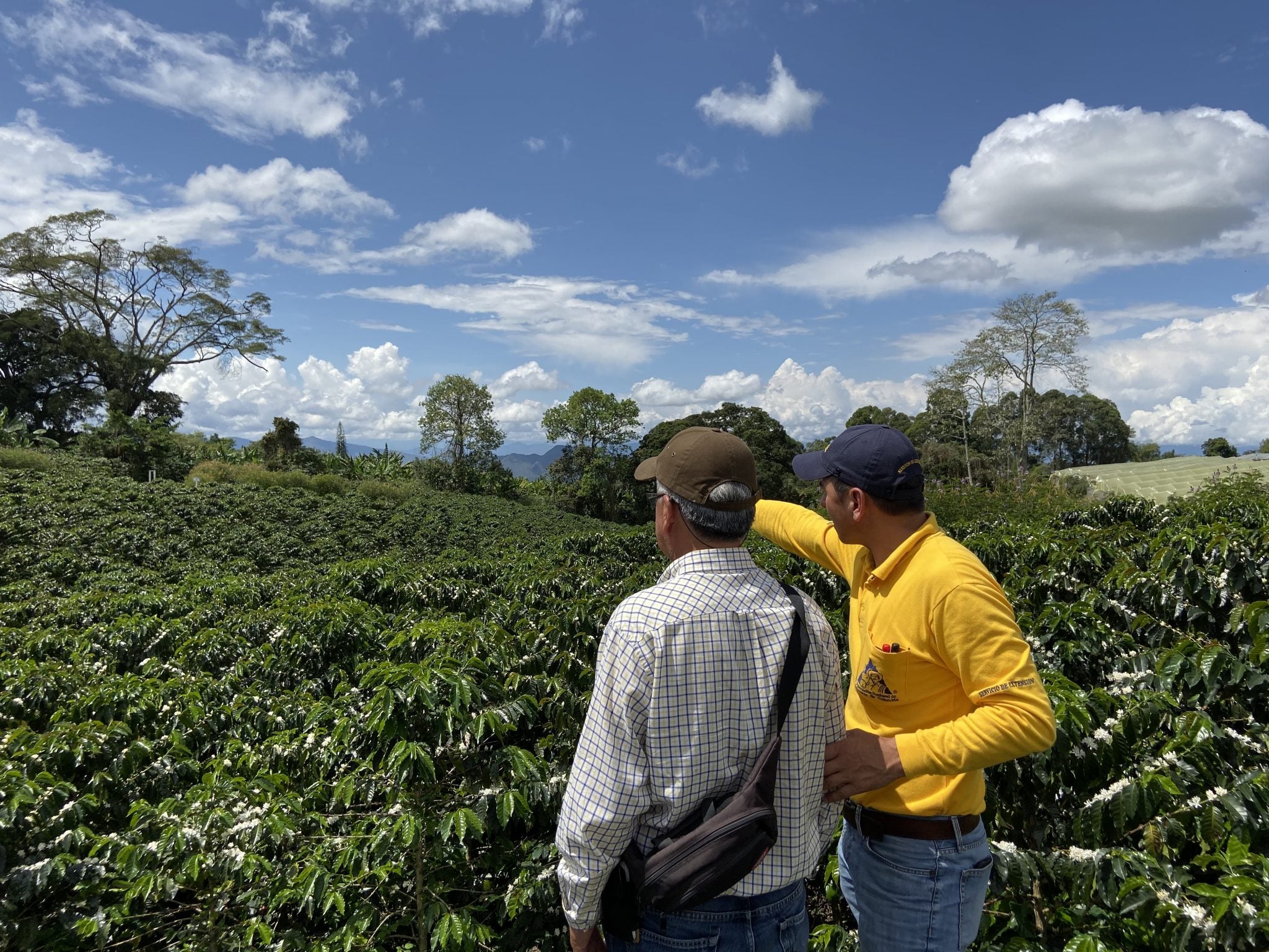 COLOMBIA SUPREMO ''LA CEIBA''