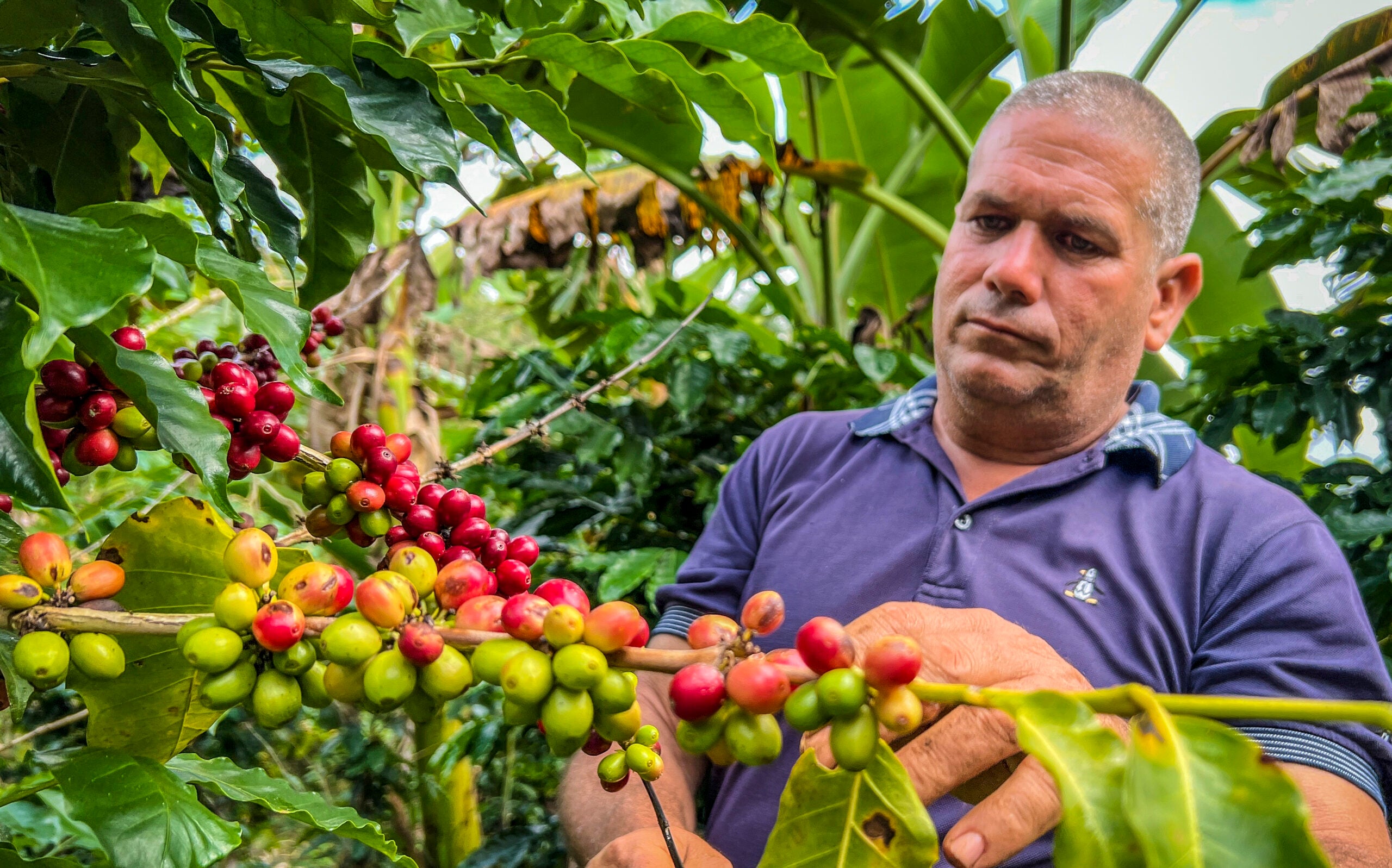 COFFEE TURQUINO