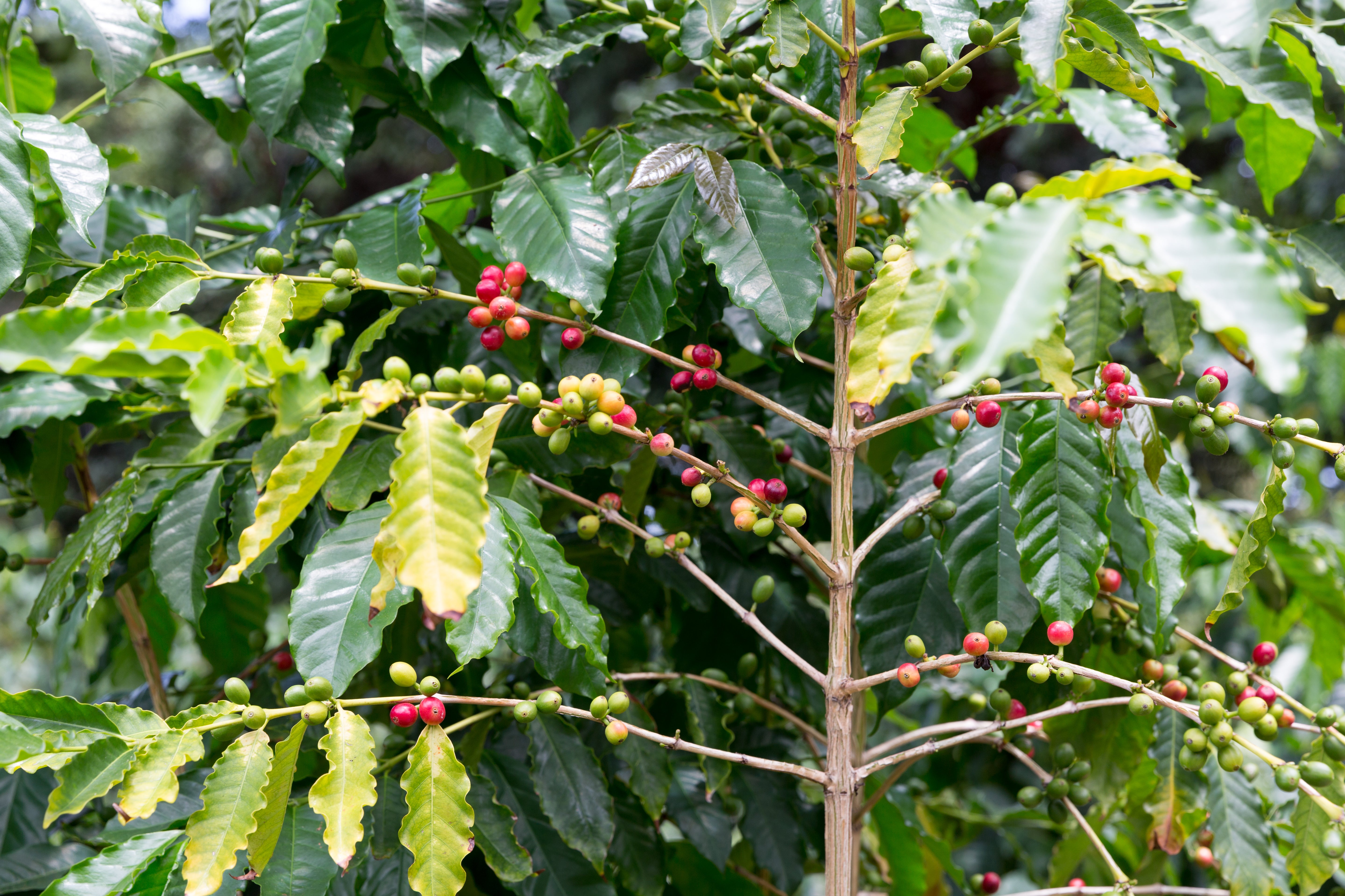 HAWAII KONA CORNWELL ESTATE
