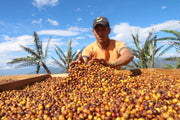 Ecuador Loja Sun Dried Organic