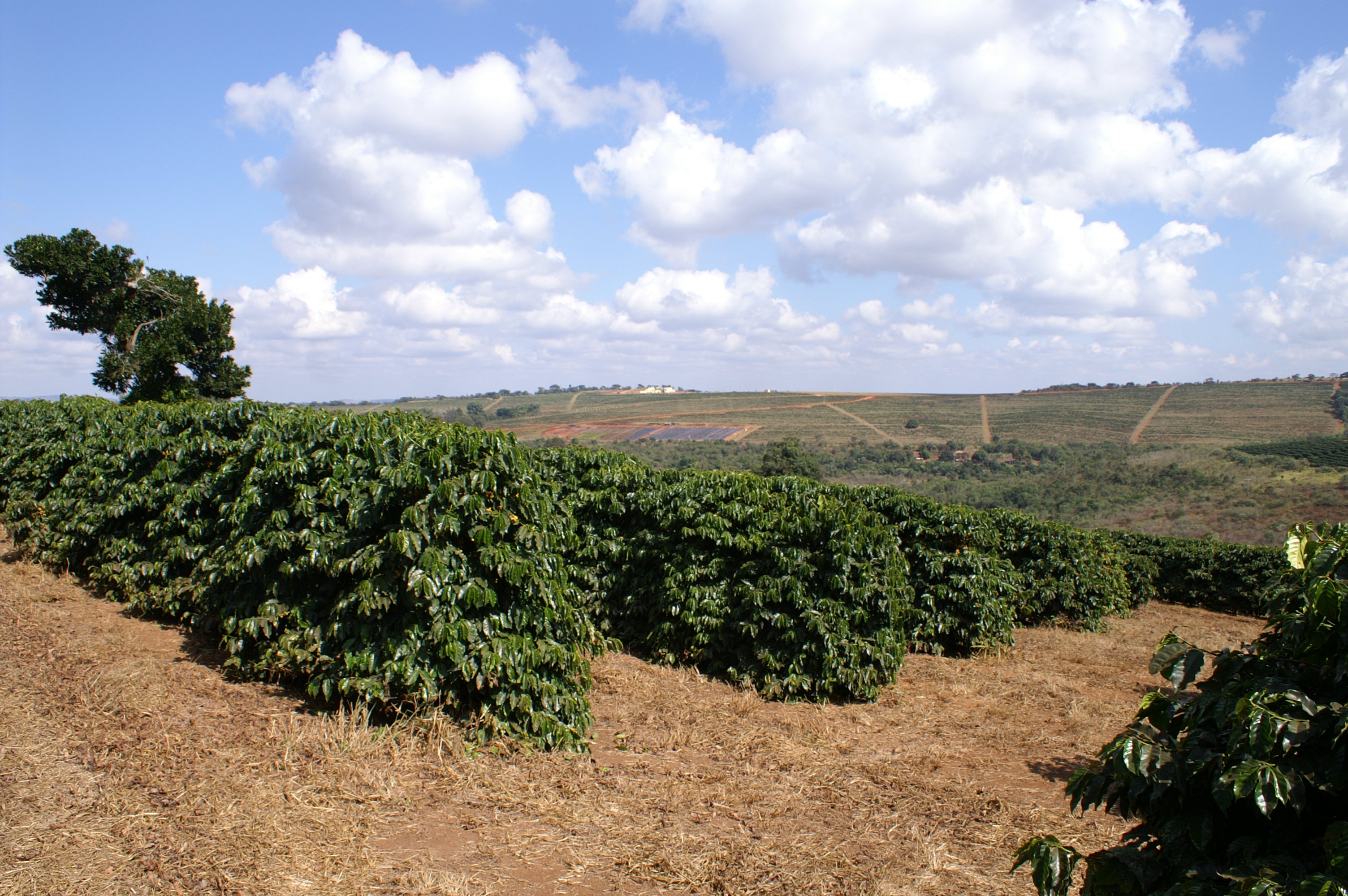 BRASIL ''FAZENDA LAGOA''