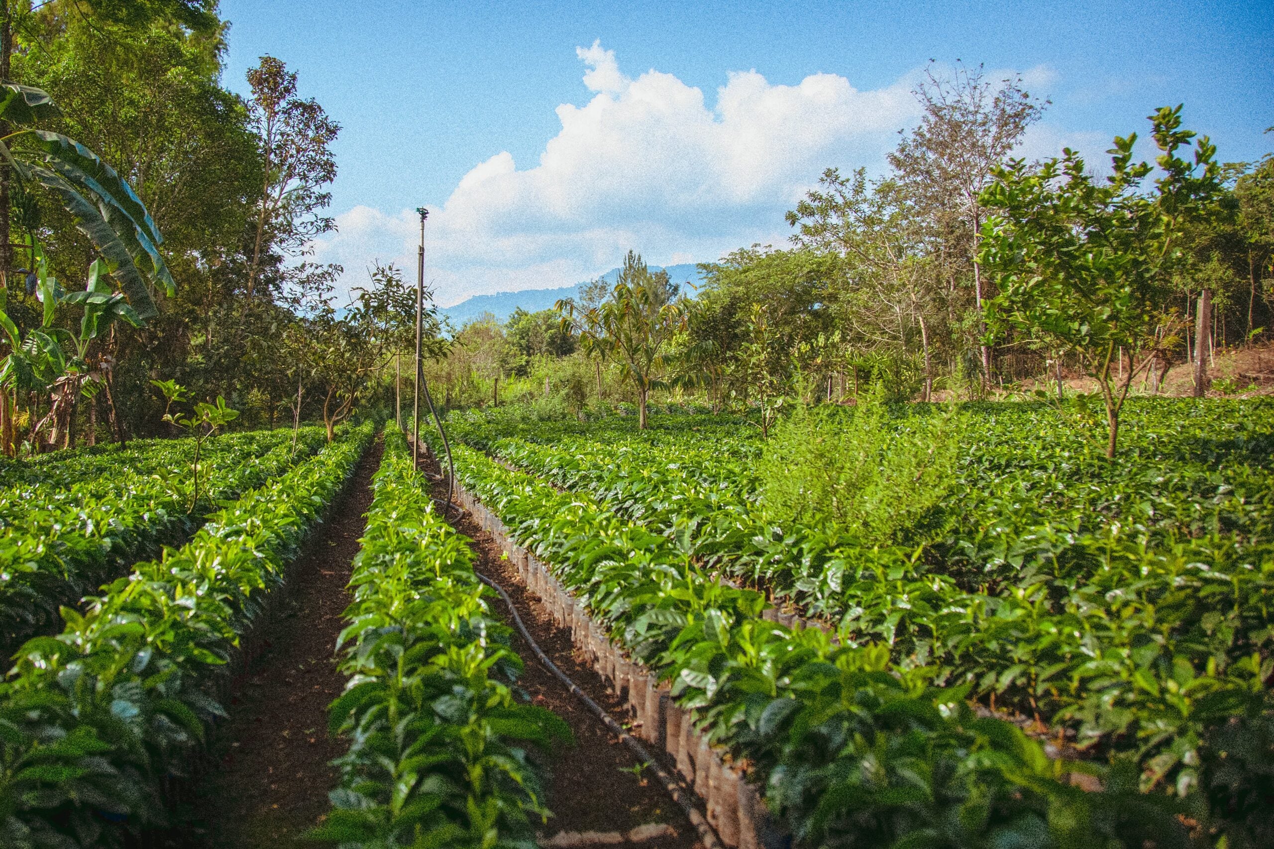 GUATEMALA LAMPOCOY