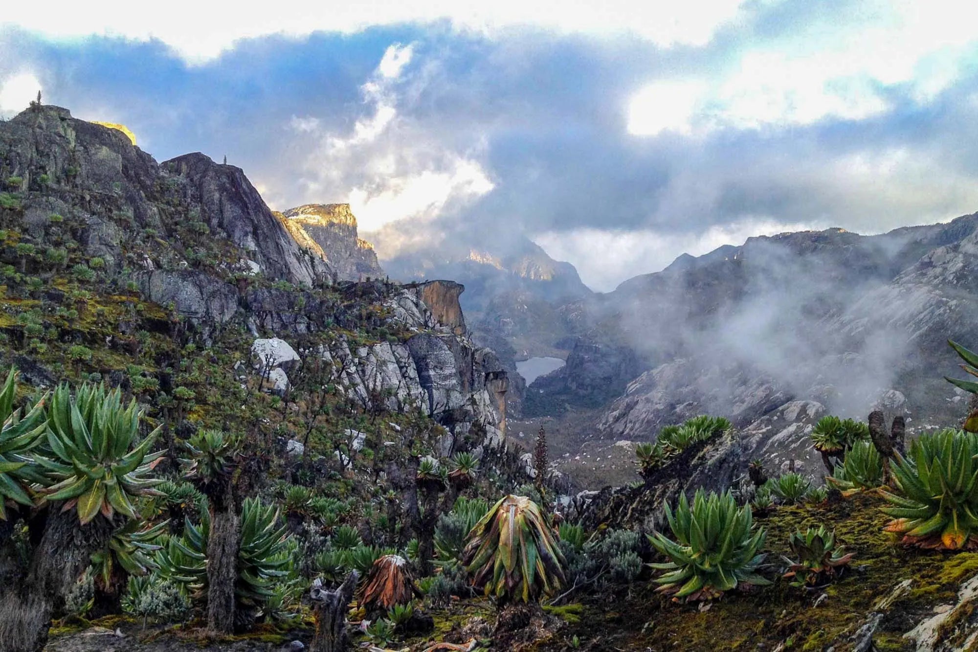 UGANDA MOUNT RWENZORI AA
