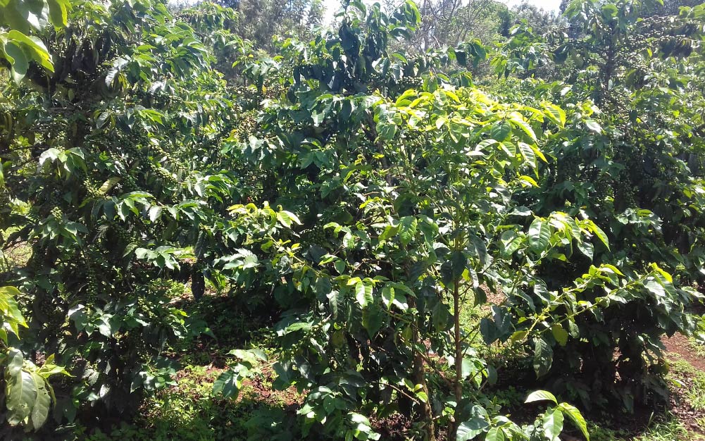 KENIA ''PERLAS DE ÁFRICA''