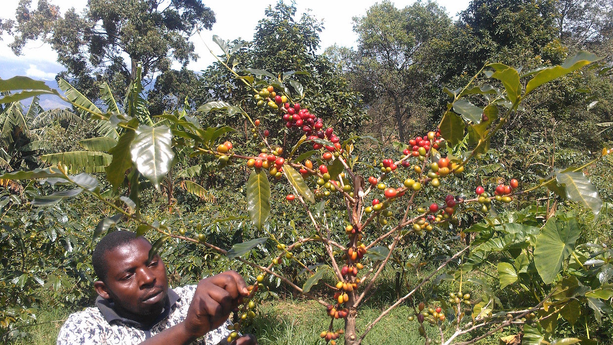 KENIA ''PERLAS DE ÁFRICA''