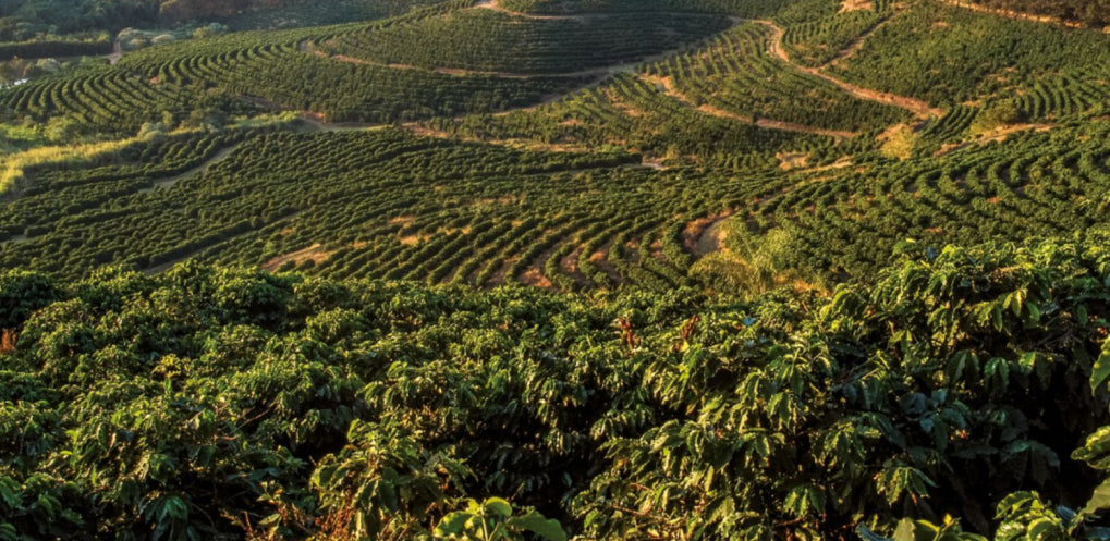 PERÚ TUNKI ORGANIC